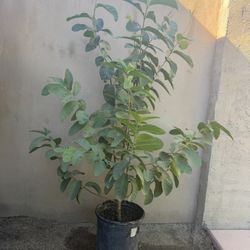 Guava Tree 