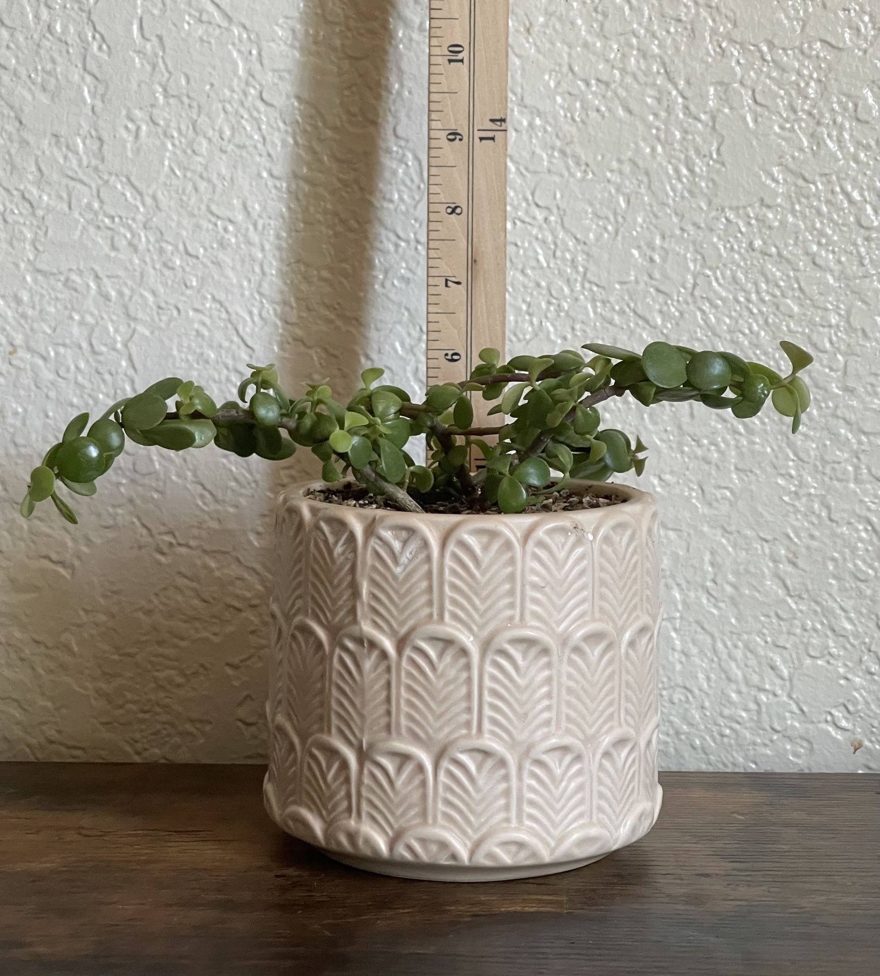 Portulacaria Afra (live succulent plant)