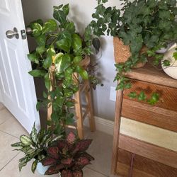 Plants 