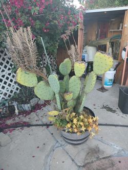California friendly plants - free