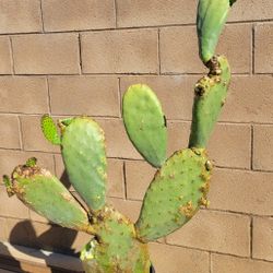 Cactus Plant