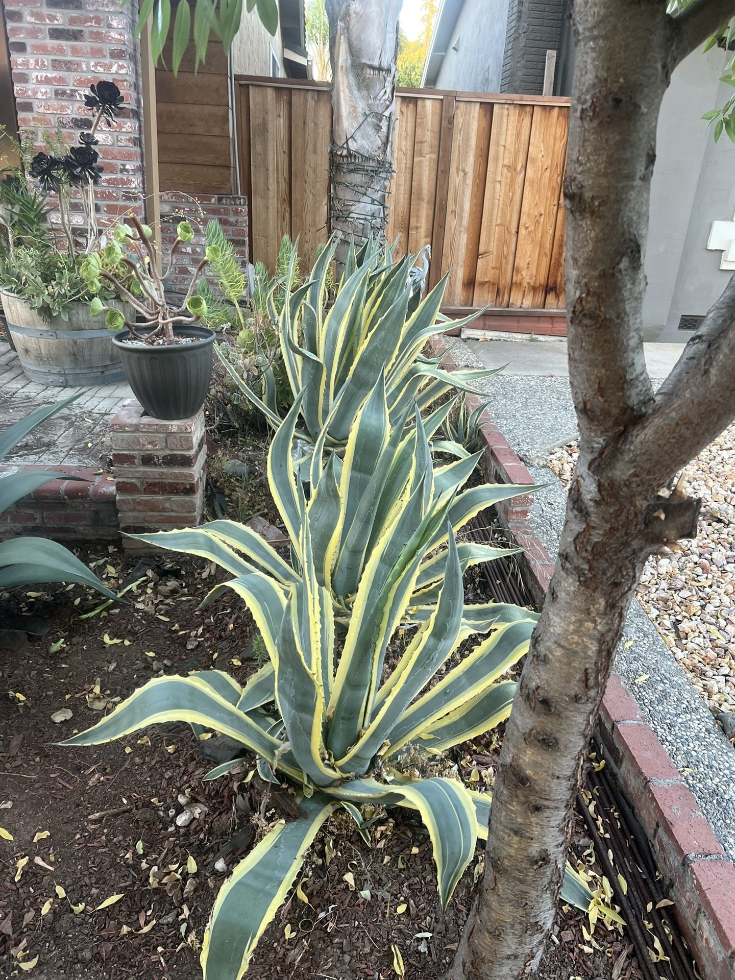 Agave