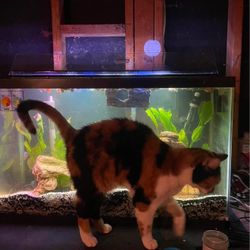 29 Gallon Fish Tank