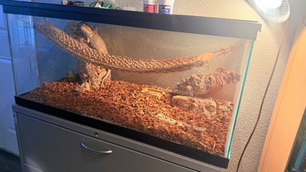 Large Glass Reptile Terrarium Tank Setup