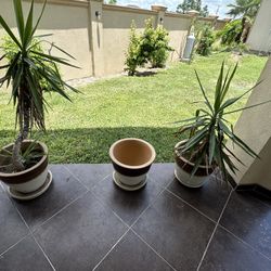 Plant Pots With Plant. 