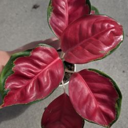 Full Red Aglaonema Suksom Jaipong