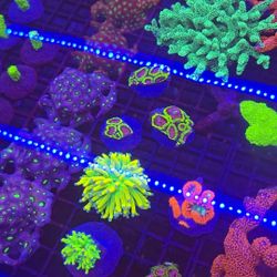 Coral Colonies, Frags, Anemones 