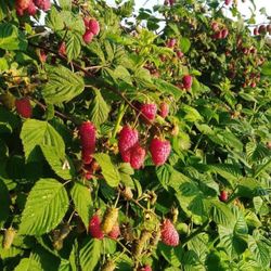 Rasberry Red