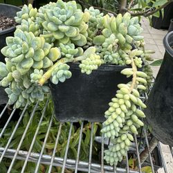 All  4 Different Succulents Pots For Only $40