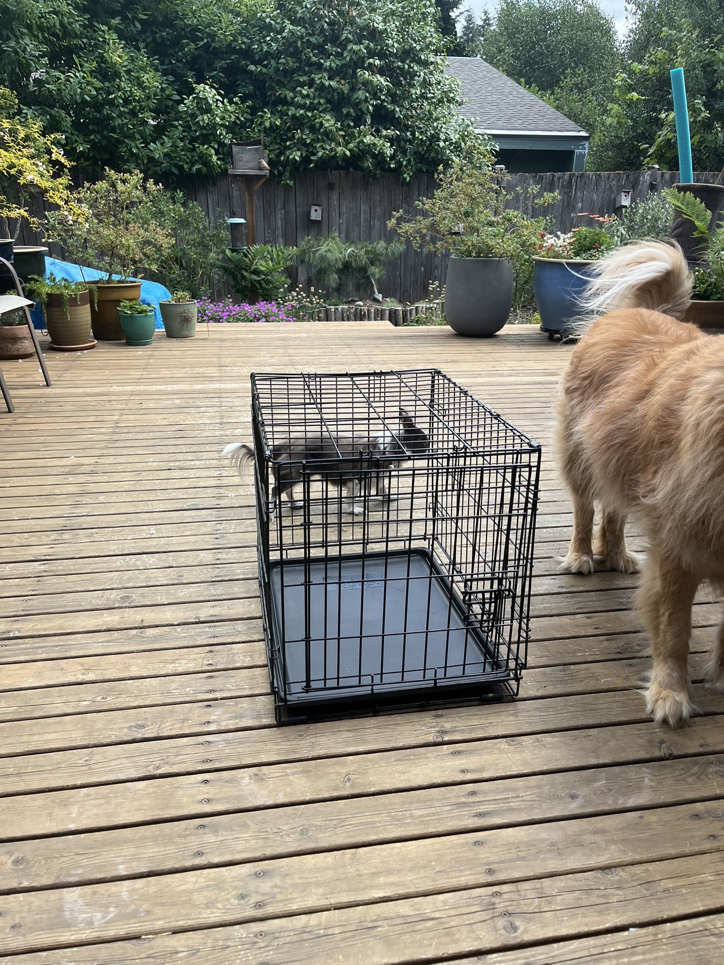 Small Dog Crate