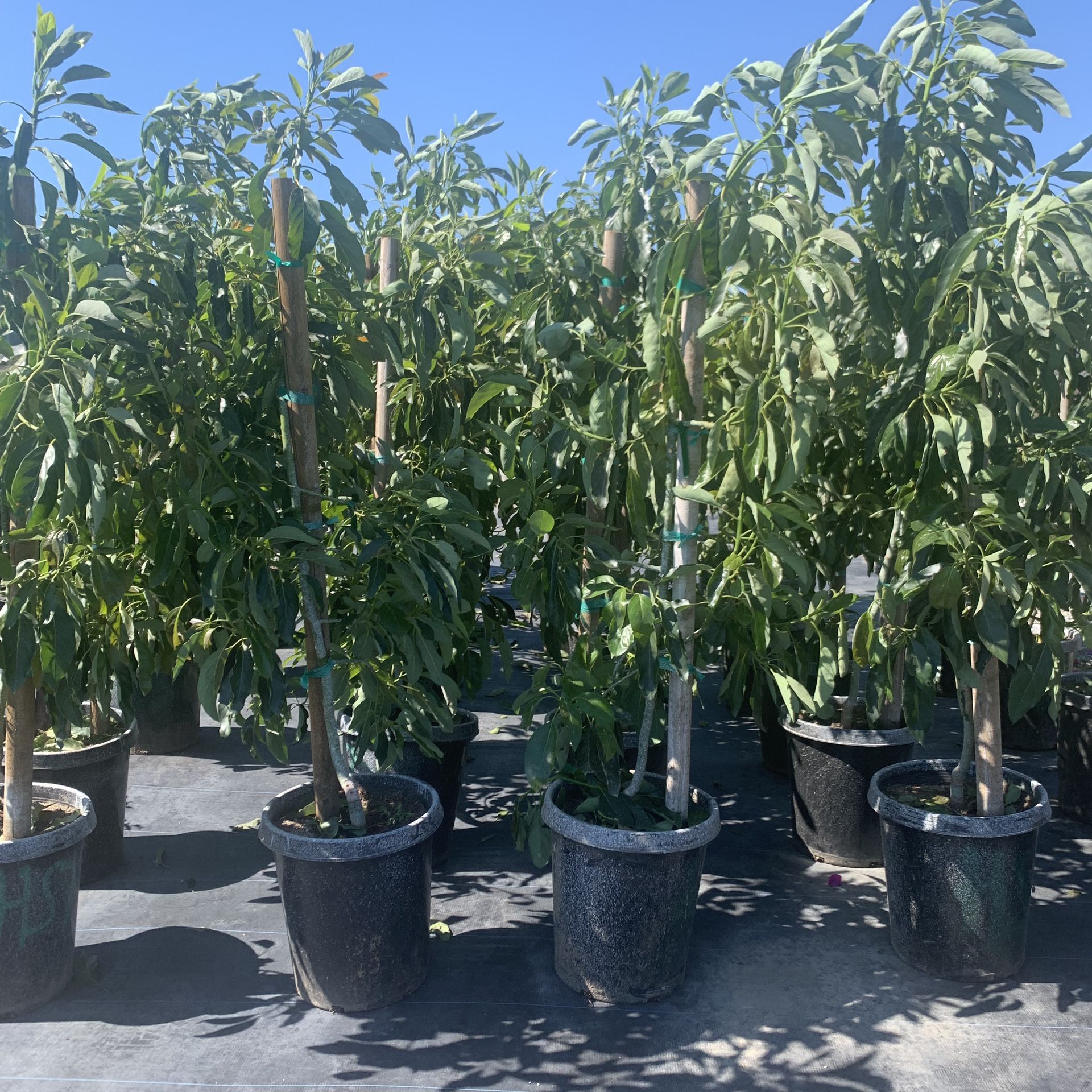 Avocado trees for Sale in Watsonville, CA OfferUp