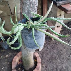 Plant