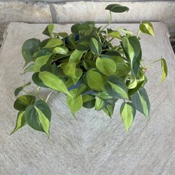 Philodendron Brazil Plant