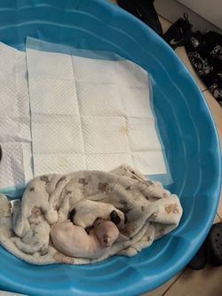Dog pool