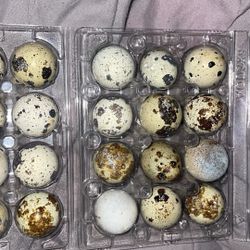 Read Description Plastic Ferti/e Corturnix Quail Eggs 