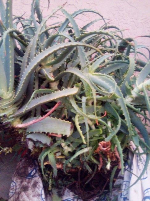 Large Aloe Plant