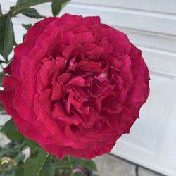 Planta De Rosal De Arbusto Con Flores Grandes , En Maceta De 5 Gallones 