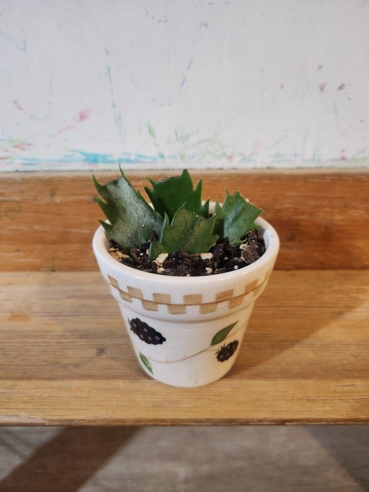 mini Christmas cactus