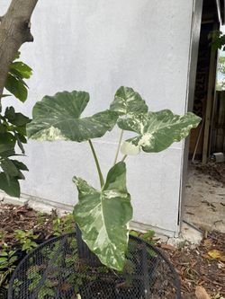 Alocasia Macrorrhiza  large