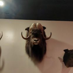 Musk Ox Shoulder Mount 