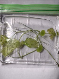 Pennywort Brazilian Aquarium Plants