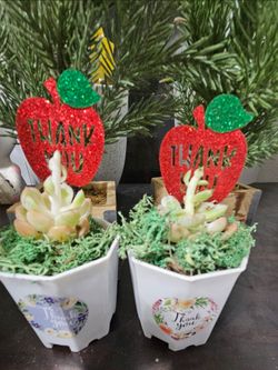 Teacher appreciation gift- succulent!
