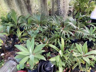 Blue  Agave  20 And Bottle Palm And More