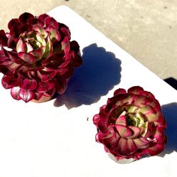 Rare Aeonium Medusa Rare Succulent 