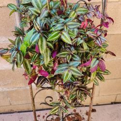 Tradescantia Zebrina Wandering Jew Hanging 