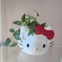 Cebu Blue Pothos In Hello Kitty Planter