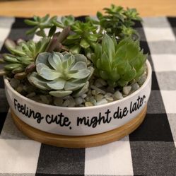 Adorable Succulent Planter (Perfect For Valentine's Day)