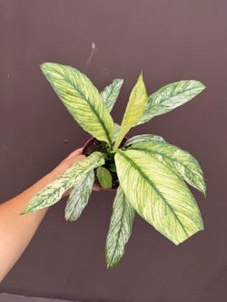 6” variegated sensation