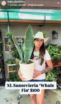 XL Sansevieria Whale Fin Plant