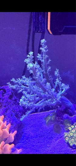 Fake coral