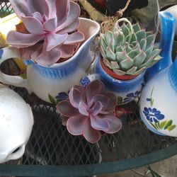 Succulents 