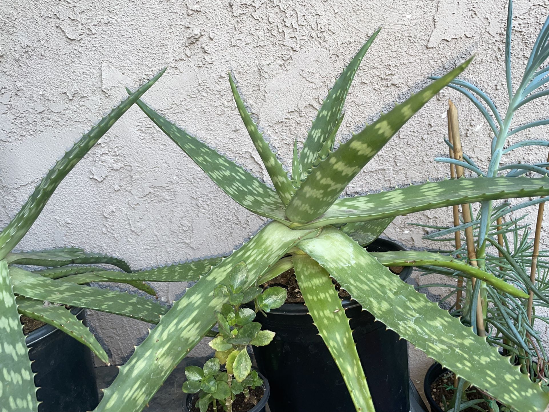 Aloe Vera plants