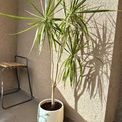 Plants In Pot Balcony Flowers Outdoor In House In Office Decor in Home