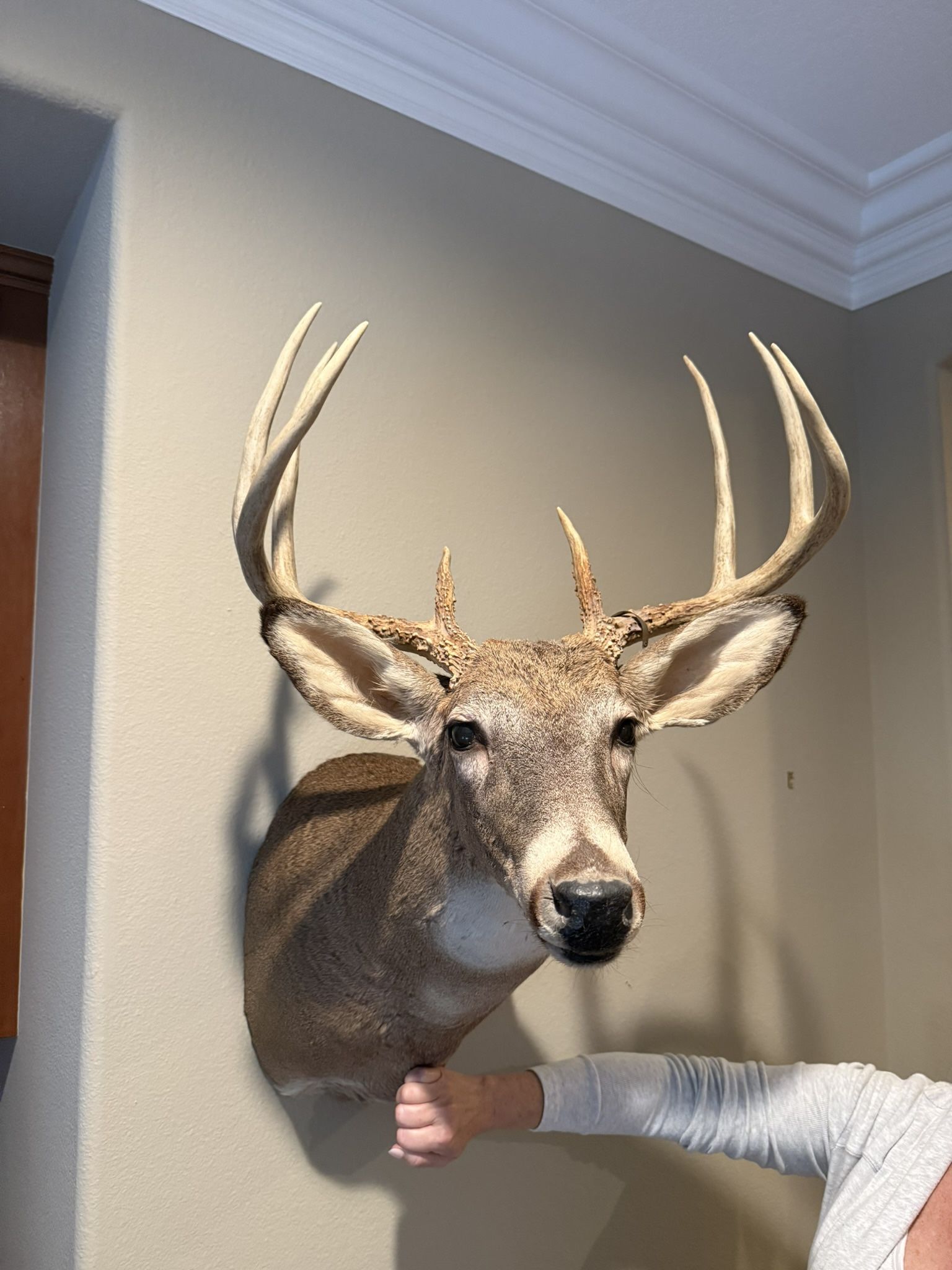 Deer Heads