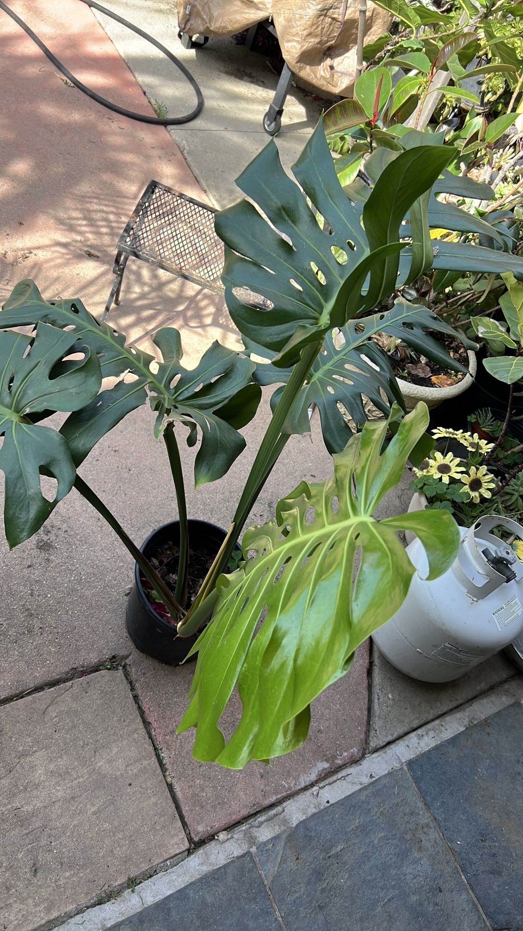 Planta