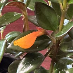 Blooming Goldfish Plant in a 6" basket pot - Ornamental Goldfish Live Plant