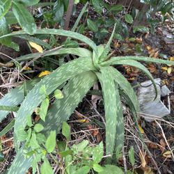 Aloe Plant