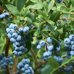 2.5qt Blueberries $5 Each 