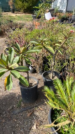 Plumeria
