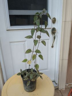 Plant
