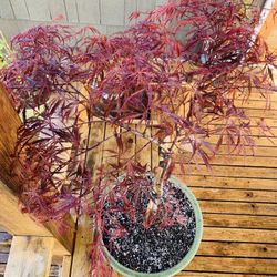 Live outdoor Japanese Maple Crimson Queen Laceleaf tree plant in a ceramic planter flower pot—firm price