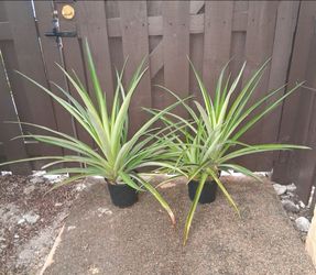 2 pineapple plants with new sprouts $25 FIRM for both!
