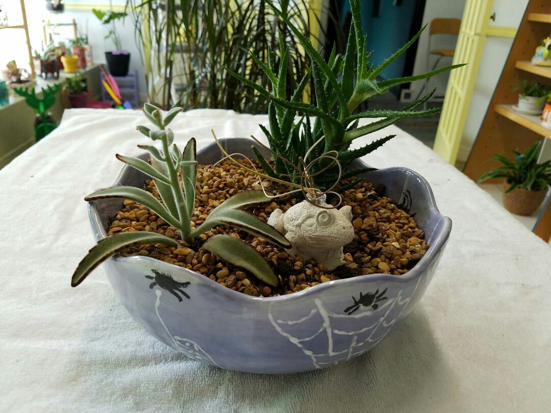 Live plant in excellent condition