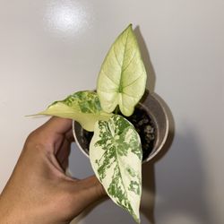 Alocasia Gageana Aurea/Mint 3 Inch Ceramic Pot