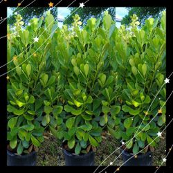 Clusia Privacy Hedge Plants 7gl Overgrown 4.5ft $23