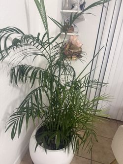 Maseta con planta y todo